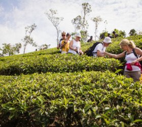 tea plantations in Letchi Hills ,Munnar.