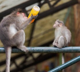 monkey drinking from a plastic bottle.