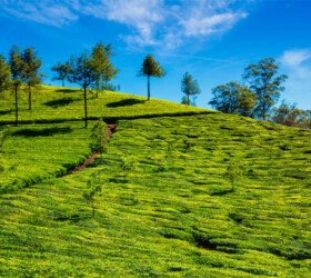 Green tea plantation Munnar.