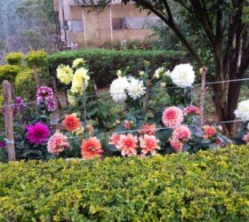 Rose garden in Munnar, Kerala.