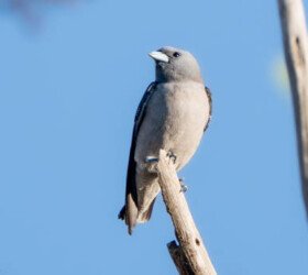 The ashy woodswallow.