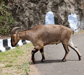 Nilgiri Tahr (Nilgiritragus hylocrius).