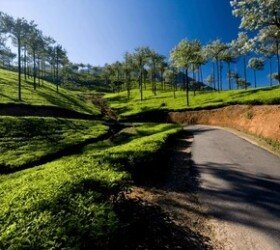 Tea plantations vagamon.