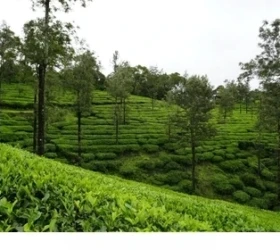Vagamon indian hill station.
