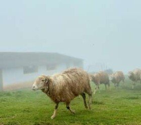 Pastoral Beauty of Kodaikanal’s Sheep. Pastoral Beauty of Kodaikanal’s Sheep.