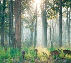 Sanctuary of Nature and Wildlife. Sanctuary of Nature and Wildlife.