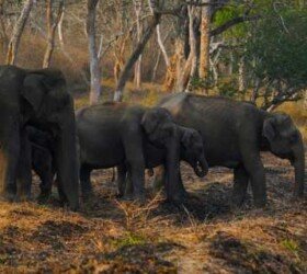 Wild Beauty of Bandipur National Park. Wild Beauty of Bandipur National Park.