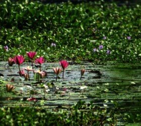Serene Escapes at Vembanad Kaya.