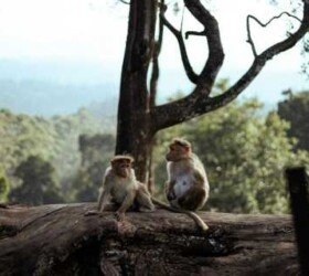 Playful Monkeys in Ooty's Scenic Hills.