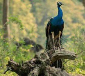 Rich Wildlife of Bandipur.