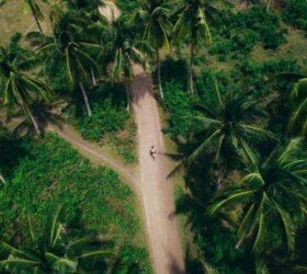 Aerial view of coconut trees, Kerala Aerial view of coconut trees, Kerala