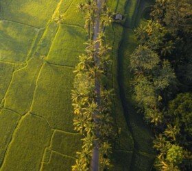 Green paddy fields Green paddy fields