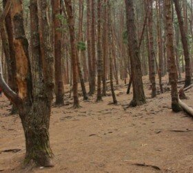 Kodaikanal Pine Forest Kodaikanal Pine Forest