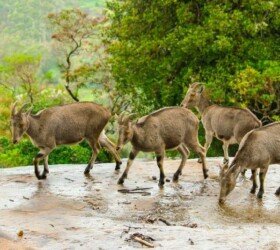 Nilgiri Tahr herd in the wild, Munnar Nilgiri Tahr herd in the wild, Munnar