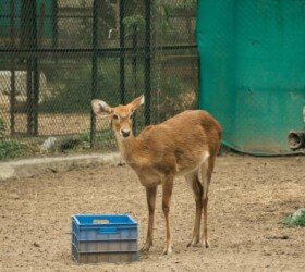 Bannerghatta Biological Park Bannerghatta Biological Park