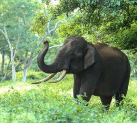 Periyar Wildlife Sanctuary, Thekkady, Kerala Periyar Wildlife Sanctuary, Thekkady, Kerala