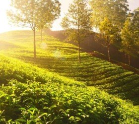 Golden sunlight over tea plantations, Munnar Golden sunlight over tea plantations, Munnar